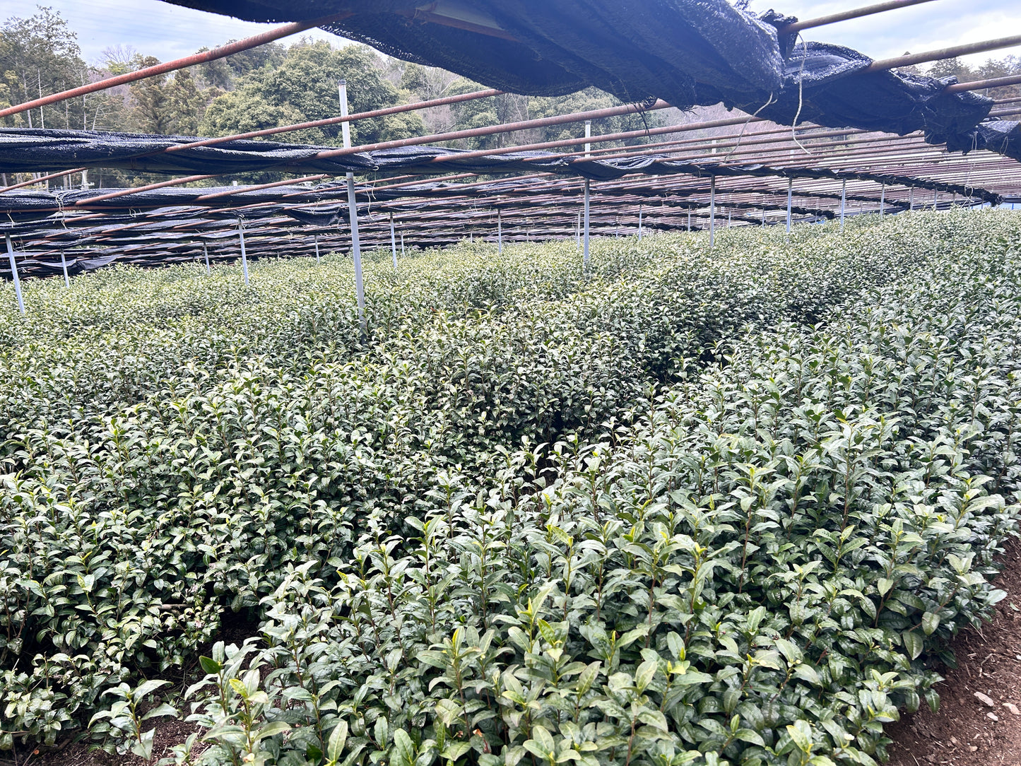 <tc>Matcha 30 g</tc>